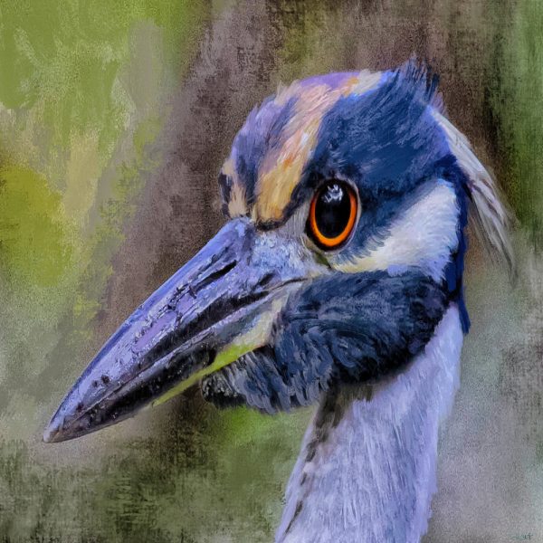 Blue Heron Bongo by Richard Hart